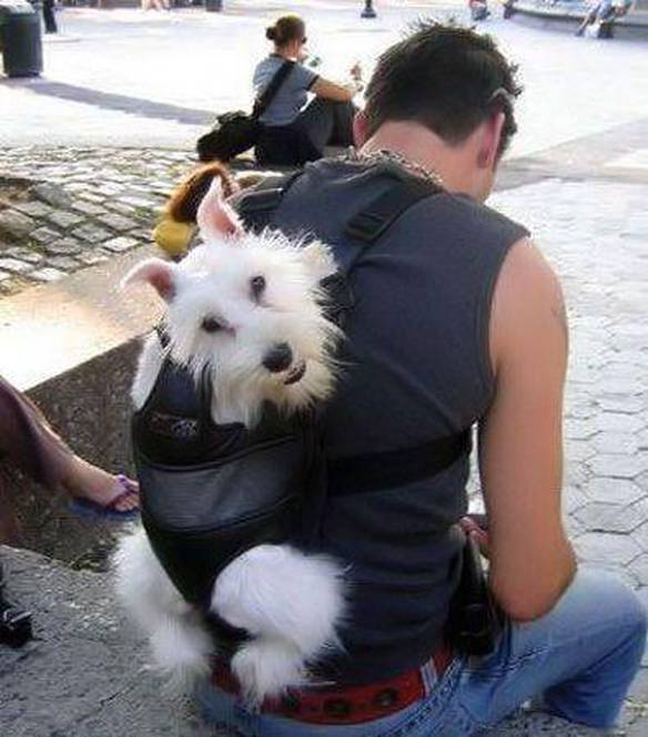 Imagem engraçada Cão Mochileiro no iPiadas