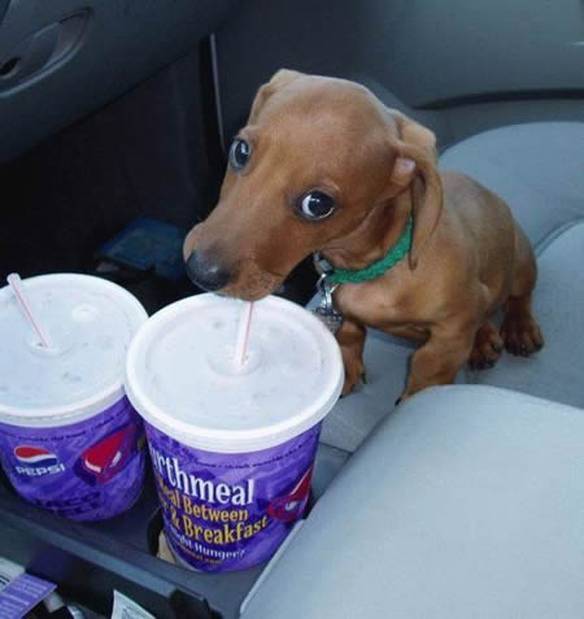 Imagem engraçada Drive-thru para cães no iPiadas