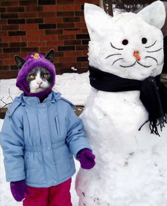 Imagem engraçada Inverno dos gatos no iPiadas