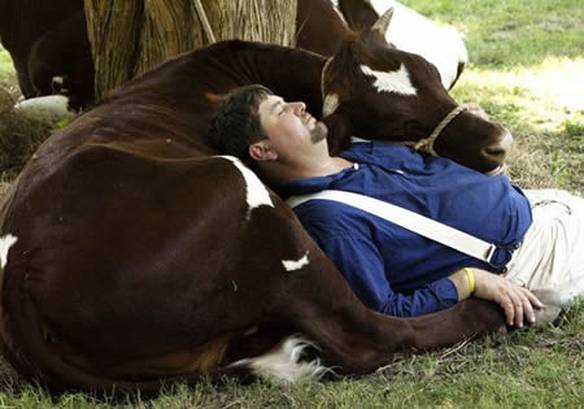 Imagem engraçada Vaca carinhosa no iPiadas
