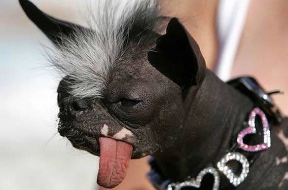 Imagem engraçada Cachorro Punk no iPiadas