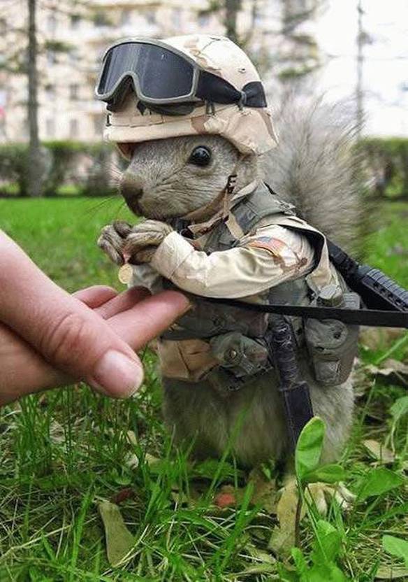 Imagem engraçada Preparado para guerra no iPiadas