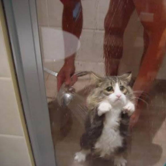 Imagem engraçada Banho no pobre gatinho no iPiadas