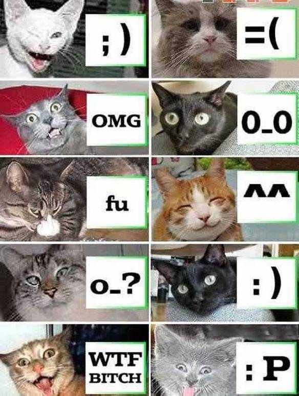 Imagem engraçada Gatos Emoticons no iPiadas