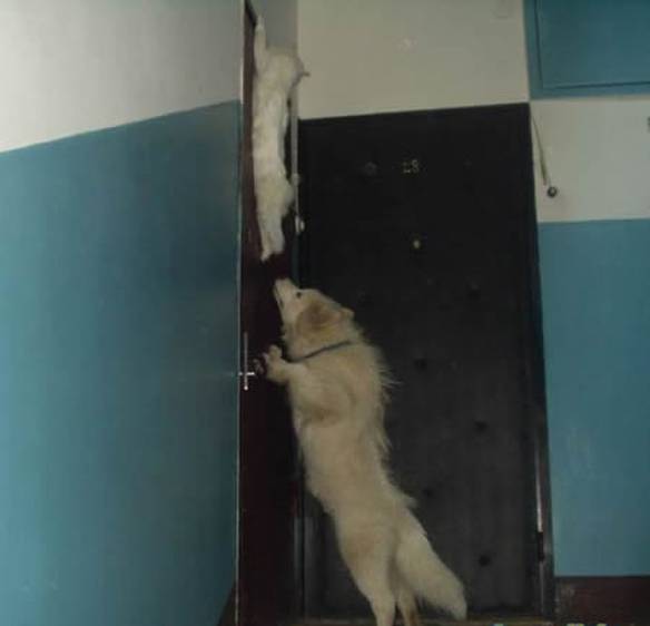 Imagem engraçada Gato desesperado no iPiadas