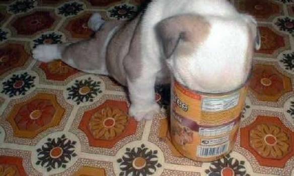 Imagem engraçada De cara na comida no iPiadas