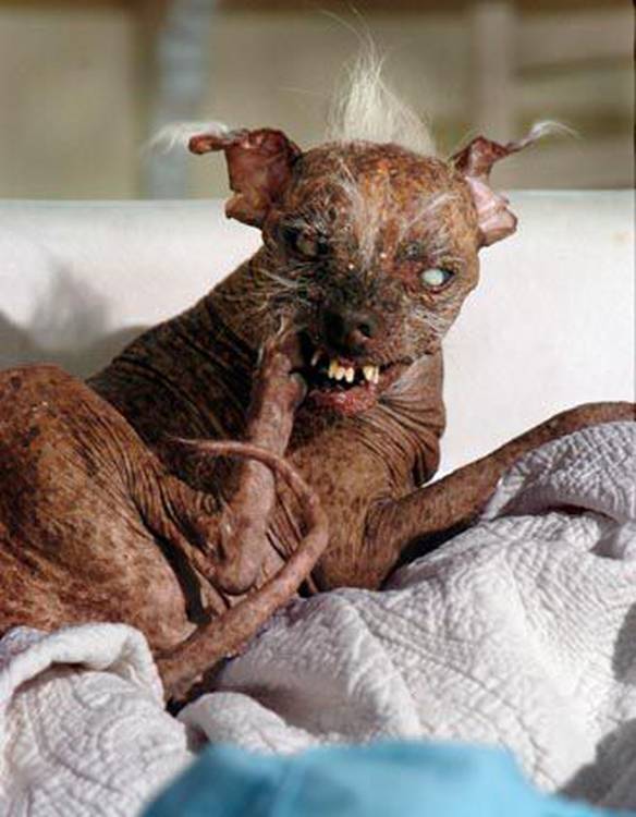 Imagem engraçada Cão mais feio do mundo no iPiadas