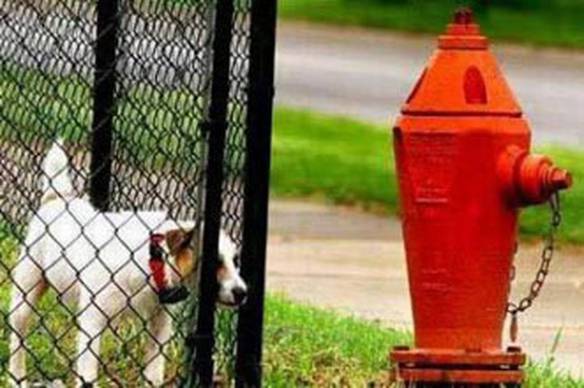 Imagem engraçada Torturando o cão no iPiadas