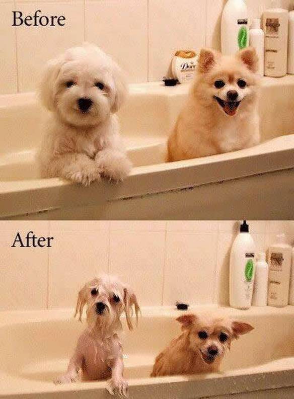 Imagem engraçada Antes e depois do banho no iPiadas