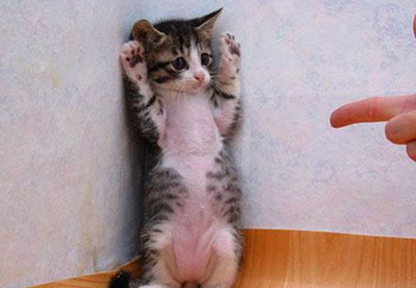 Imagem engraçada Gato acusado no iPiadas