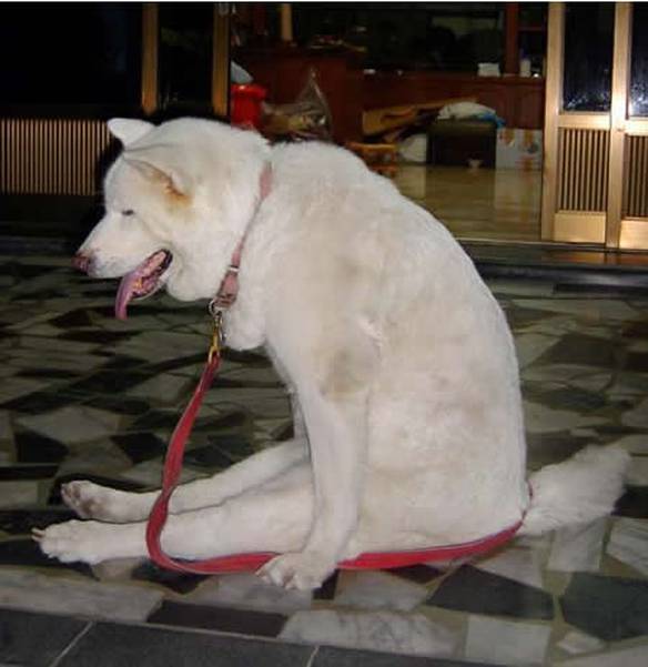 Imagem engraçada Sentando para descansar no iPiadas