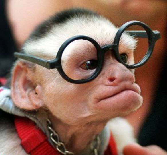 Imagem engraçada Macaco Nerd no iPiadas