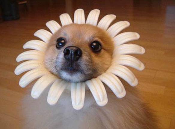 Imagem engraçada Cão Margarida no iPiadas