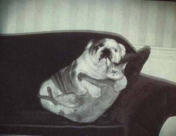 Imagem engraçada Louco Amor no iPiadas