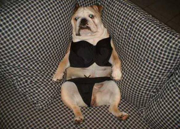 Imagem engraçada Posando Com a  Nova Lingerie no iPiadas