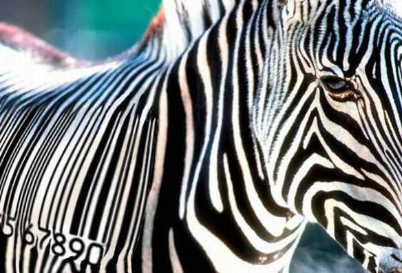 Imagem engraçada Código de Zebras no iPiadas