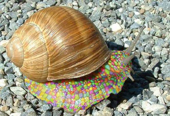 Imagem engraçada Caracol Multicolor no iPiadas