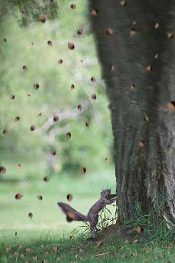 Imagem engraçada Esquilo Que Tomou Anabolizantes no iPiadas