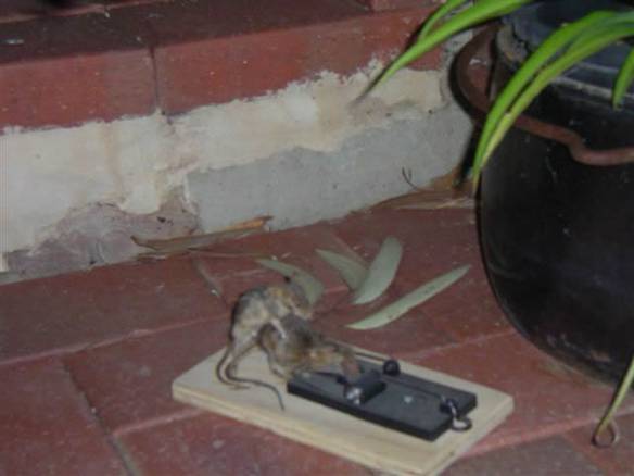 Imagem engraçada Aproveitando a Situação no iPiadas