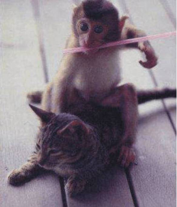 Imagem engraçada Macaco Assassino no iPiadas