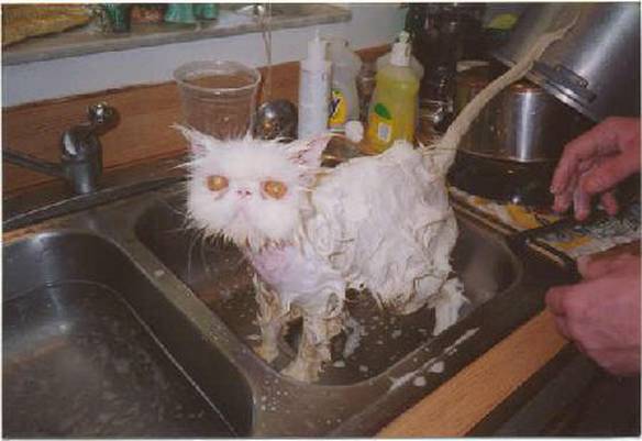 Imagem engraçada Lavando o Gato no iPiadas