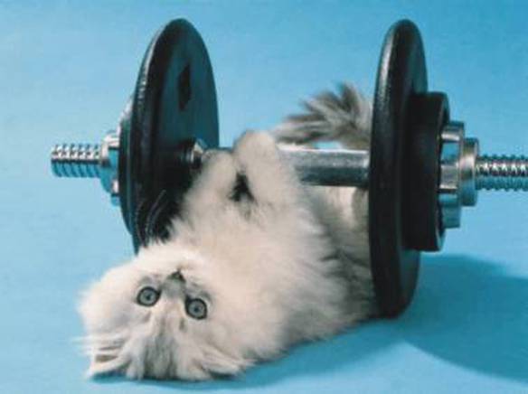 Imagem engraçada Gato Fisiculturista no iPiadas