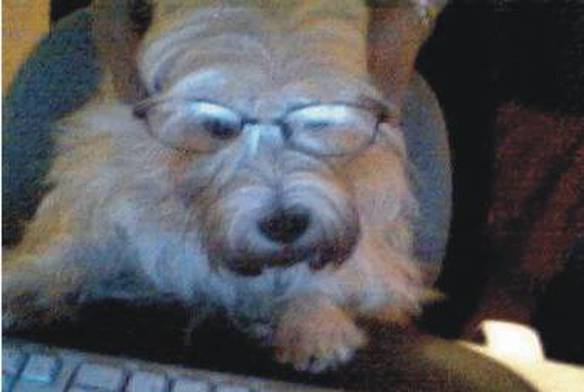 Imagem engraçada Cachorro Intelectual no iPiadas