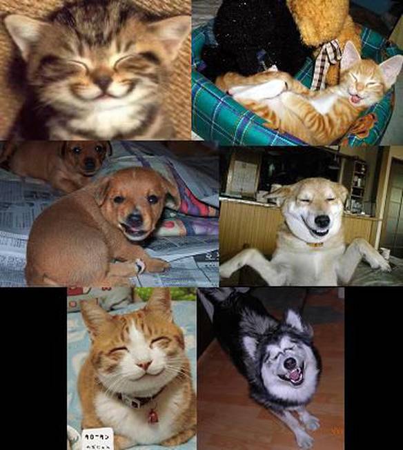 Imagem engraçada Belos Sorrisos no iPiadas