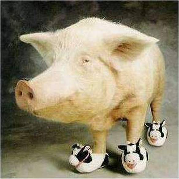 Imagem engraçada Pantufas de Bichinhos no iPiadas