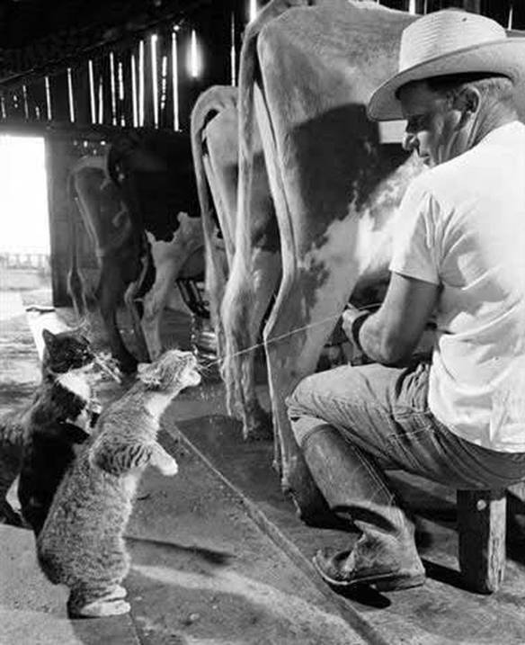 Imagem engraçada Direto da Vaca no iPiadas