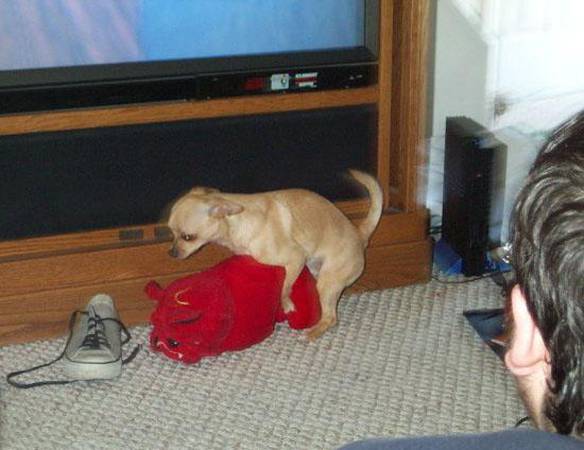 Imagem engraçada Cachorro Com Problema de Visão no iPiadas