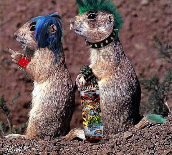 Imagem engraçada Esquilos Punks no iPiadas
