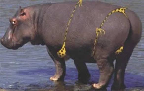 Imagem engraçada Fofinha de Biquini