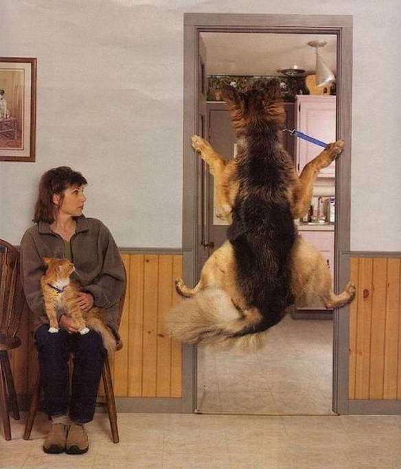 Imagem engraçada Medo do Veterinário no iPiadas