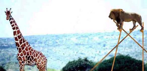 Imagem engraçada Para Caçar Girafas no iPiadas
