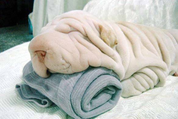 Imagem engraçada Cão Toalha no iPiadas
