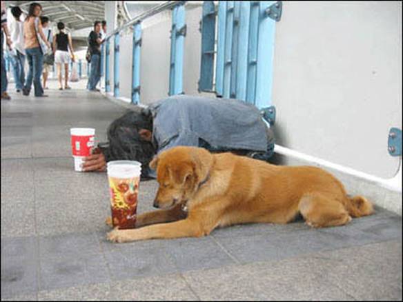 Imagem engraçada Aprendendo Com o Dono no iPiadas