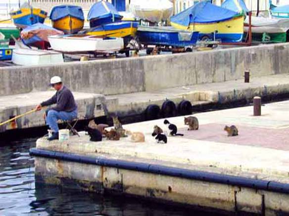 Imagem engraçada Esperando o Resultado da Pesca no iPiadas