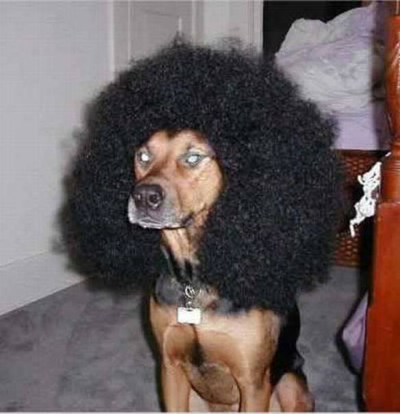 Imagem engraçada Black Power Dog no iPiadas