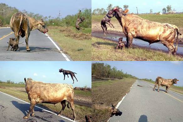 Imagem engraçada Vaca Lutadora no iPiadas
