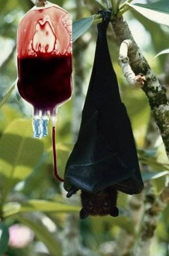 Imagem engraçada Morcego Moderno no iPiadas