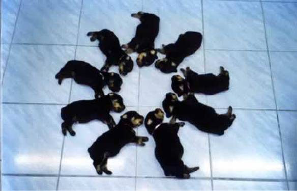 Imagem engraçada Cães Treinados Dormindo no iPiadas