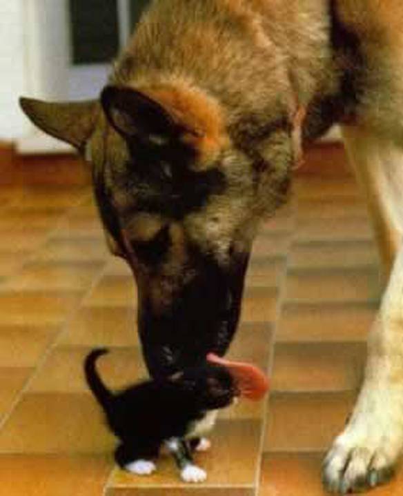 Imagem engraçada Cão Bonzinho no iPiadas