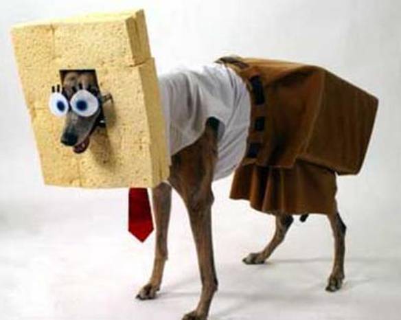 Imagem engraçada Cachorro do Bob Esponja no iPiadas