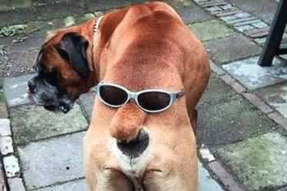 Imagem engraçada Cara Feia