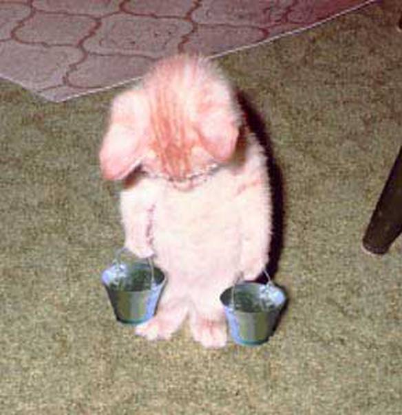 Imagem engraçada Gato Trabalhador no iPiadas