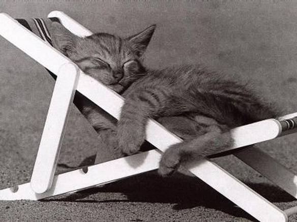 Imagem engraçada Gato Descansando no iPiadas