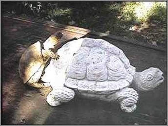 Imagem engraçada Tartaruga Cega no iPiadas