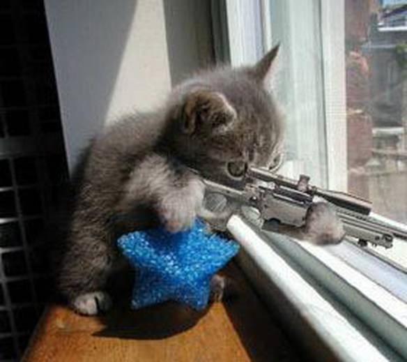 Gato Assassino
