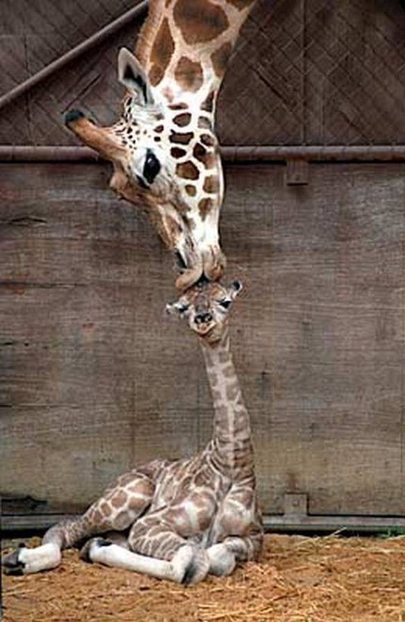 Imagem engraçada Amor de Mãe no iPiadas